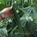 High yield Chinese vegetable hybrid F1 green cucumber seed